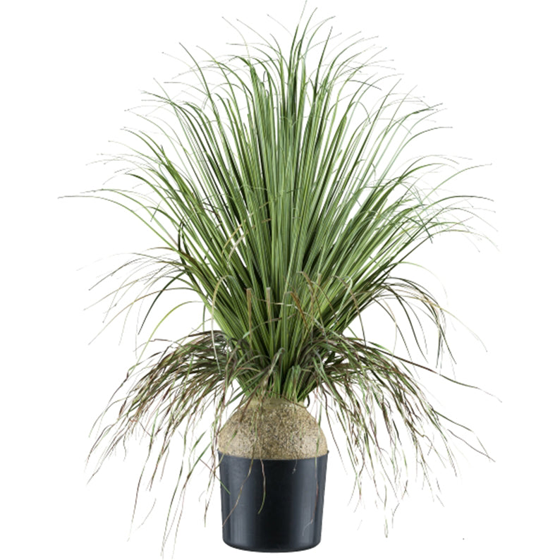 Planta