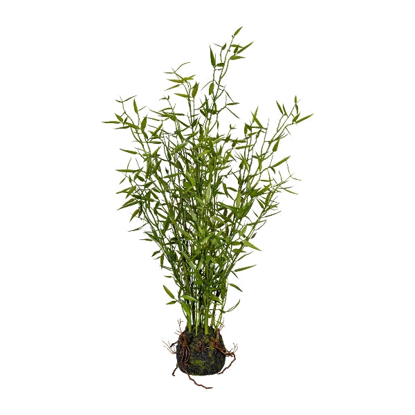 Planta