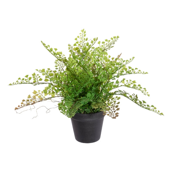 Planta