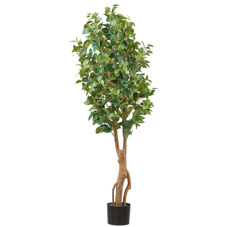 Arbol