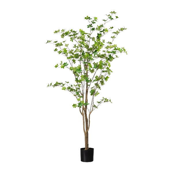 Arbol