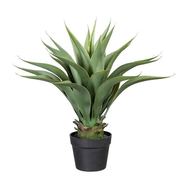 Planta