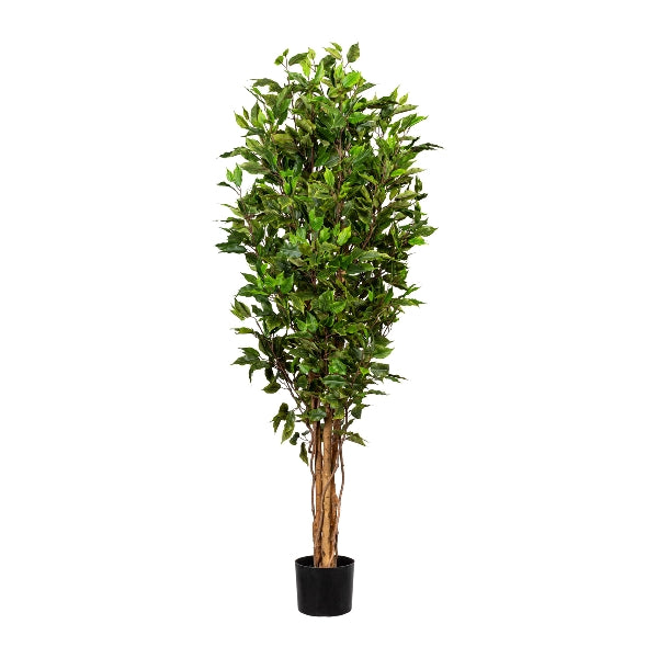 Arbol