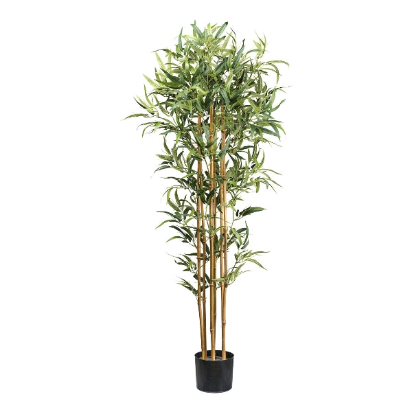 Arbol