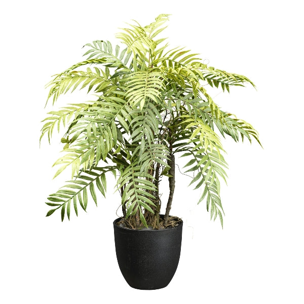 Planta