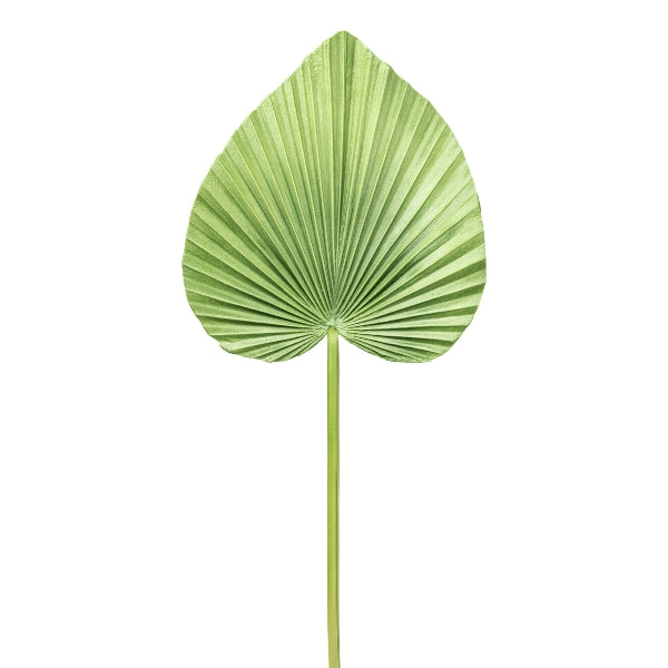 Hoja