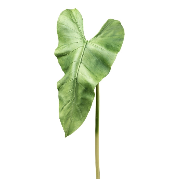 Hoja
