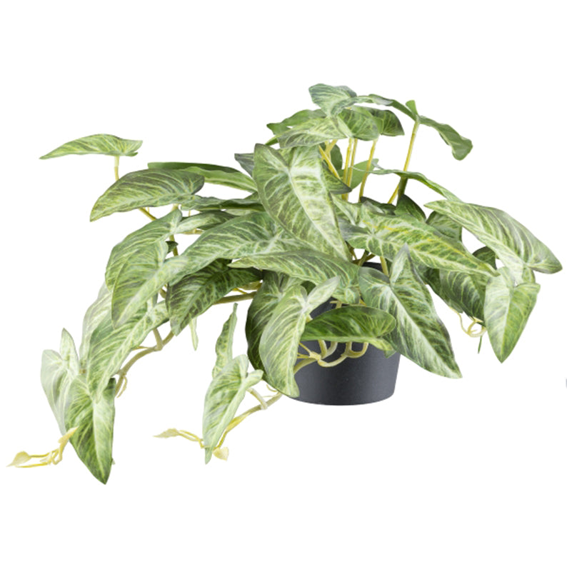 Planta