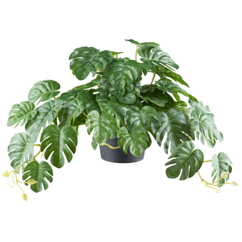 Planta