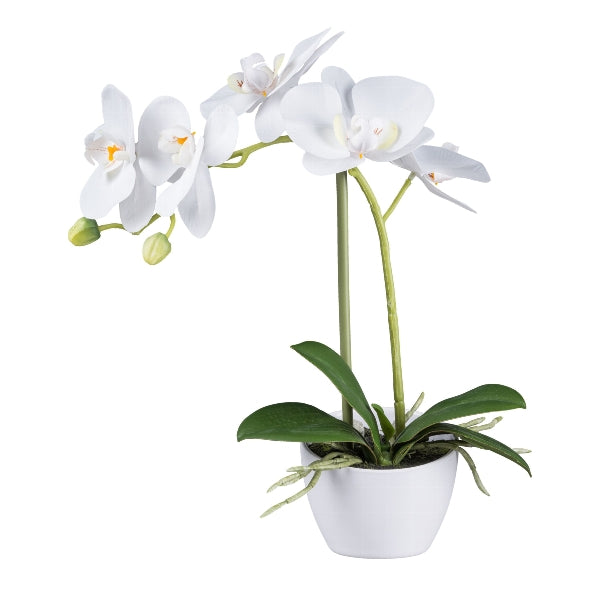 Planta