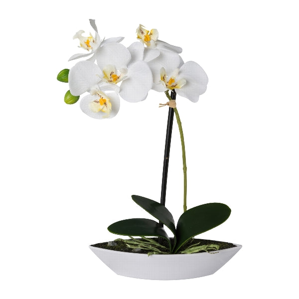 Planta