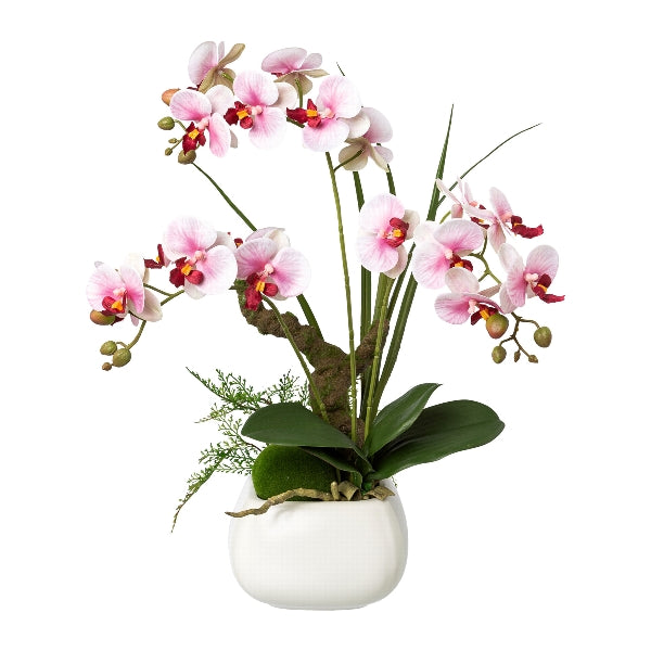 Planta