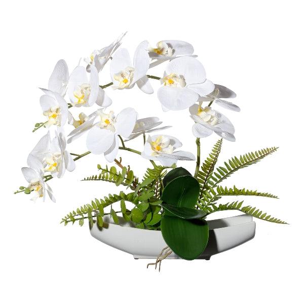 Planta