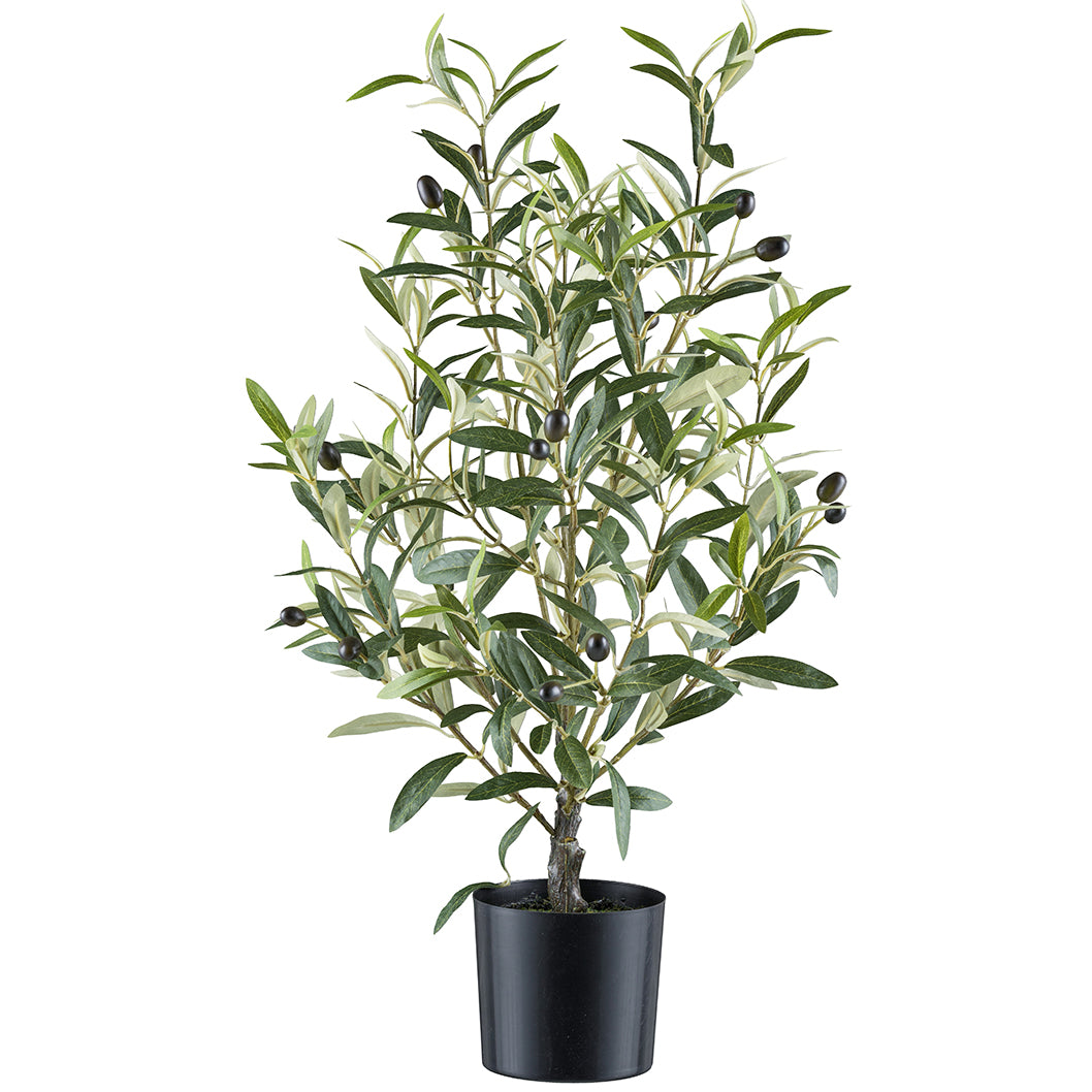 Planta