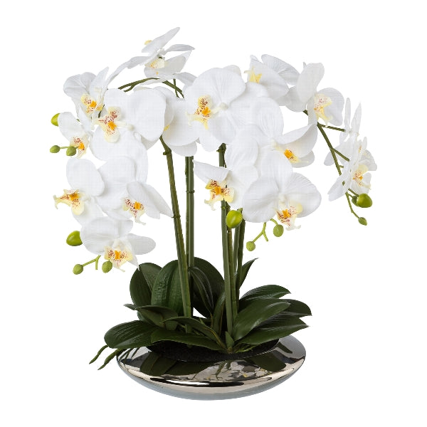 Planta