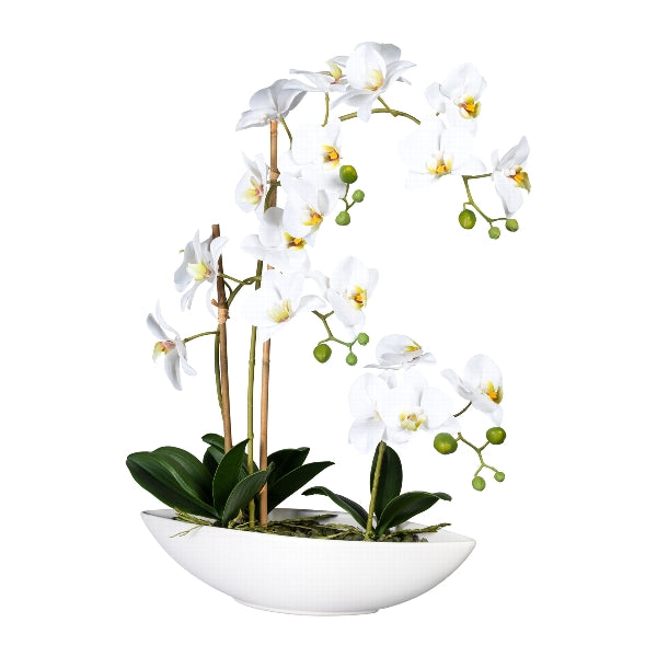 Planta