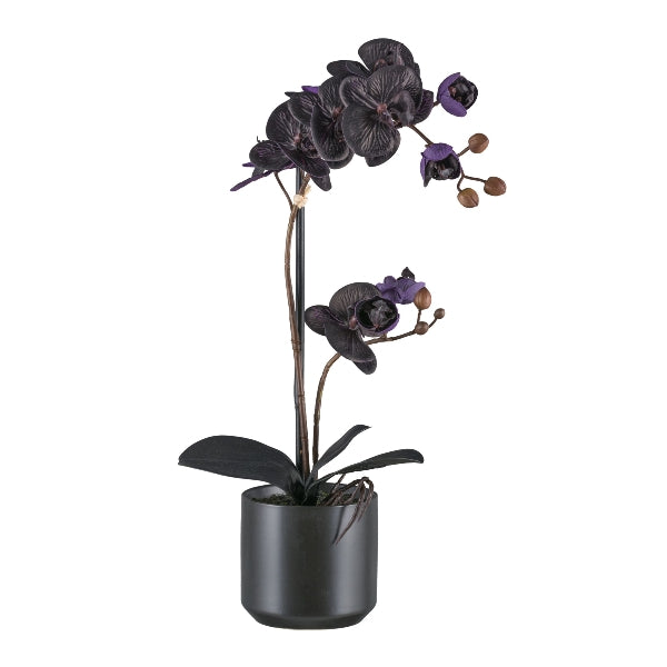 Planta
