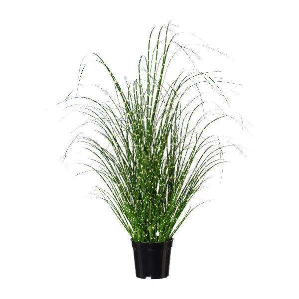 Planta