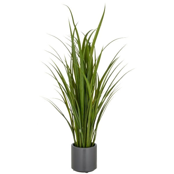 Planta