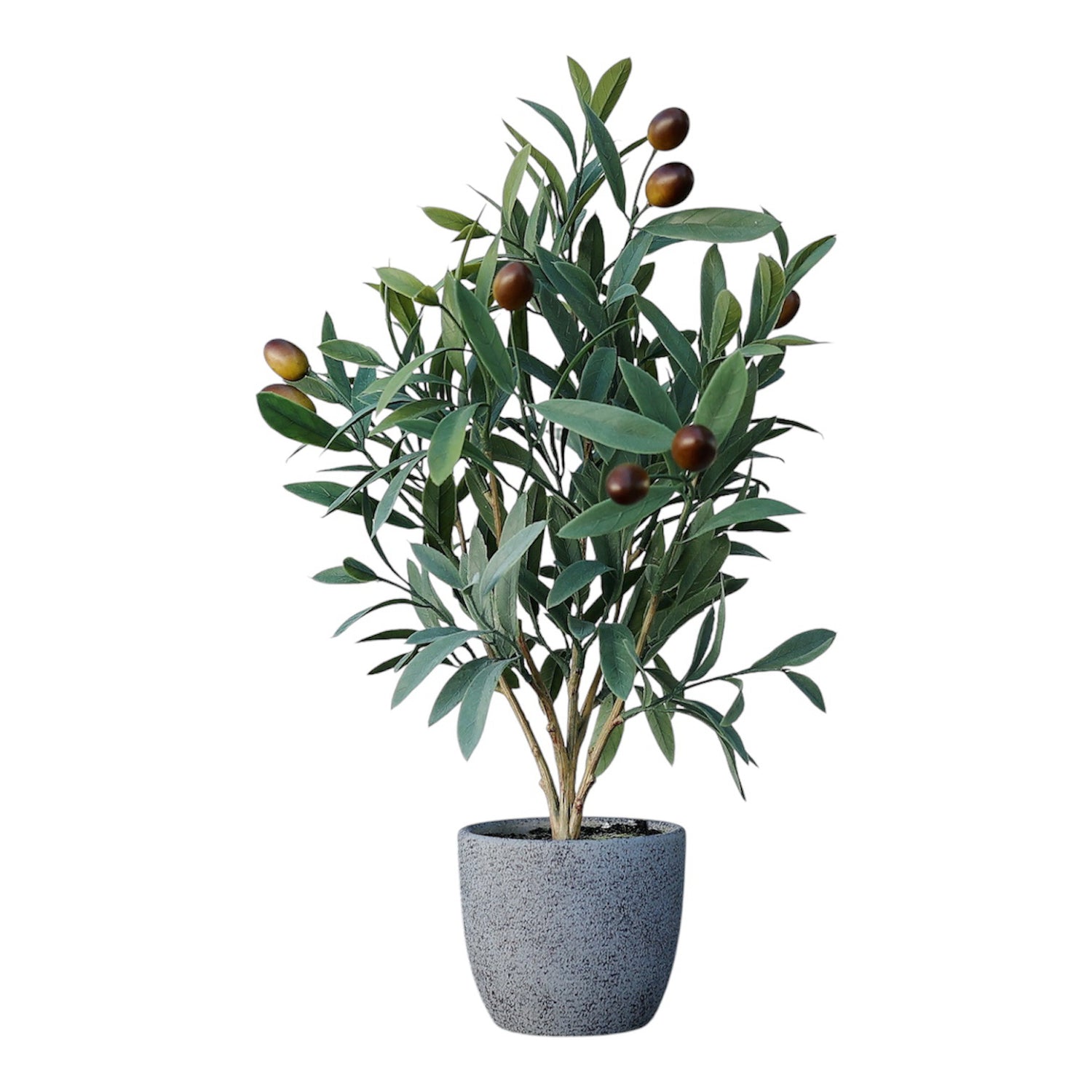 Planta
