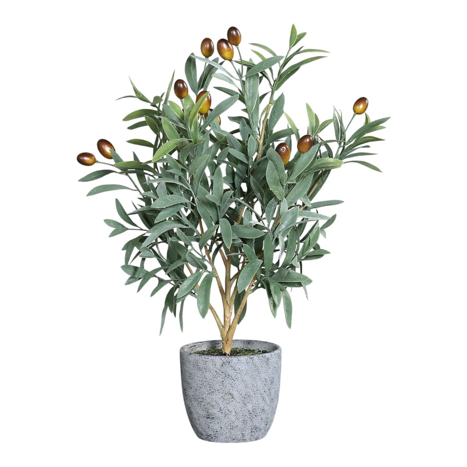 Planta