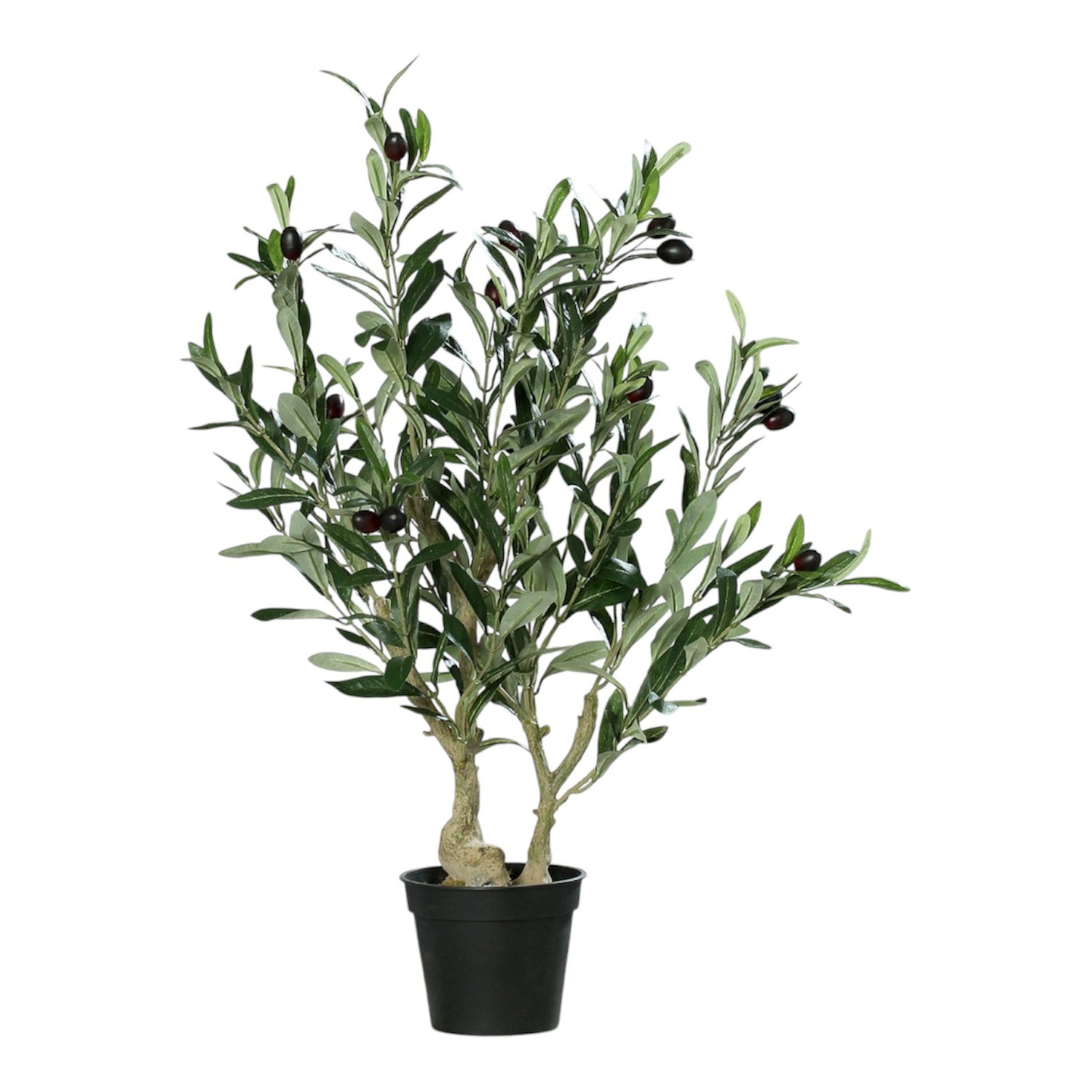 Planta