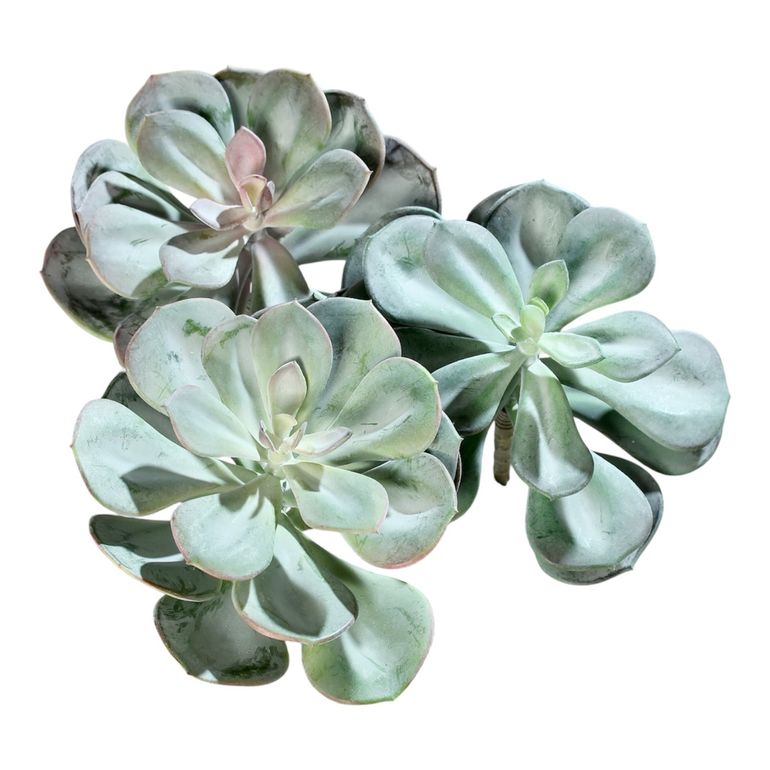 Hoja