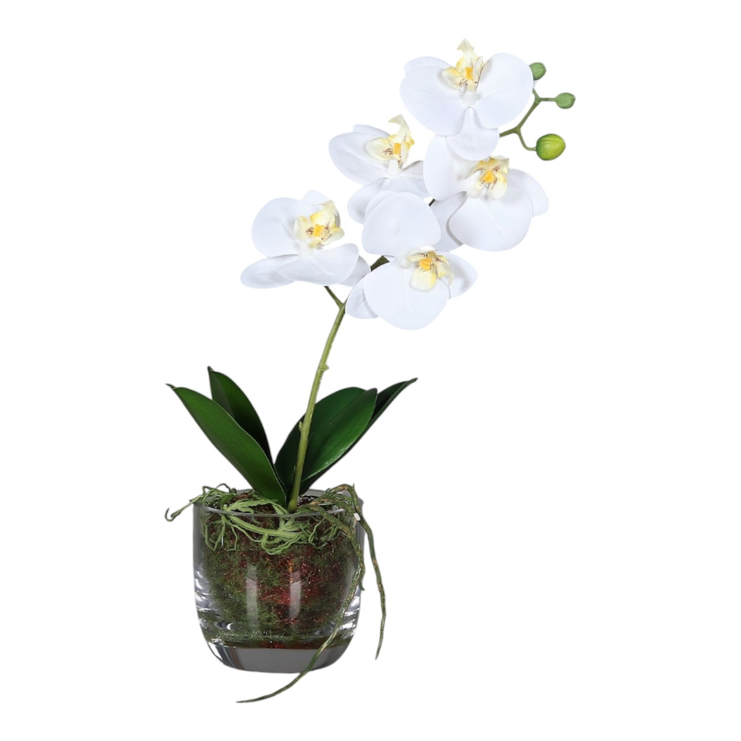 Planta